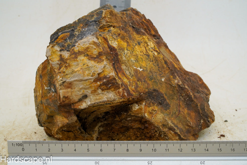 Petrified Wood XL53 - Hardscape.nl