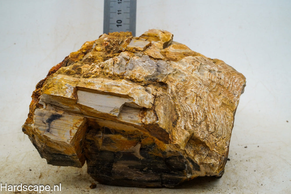 Petrified Wood XL56 - Hardscape.nl