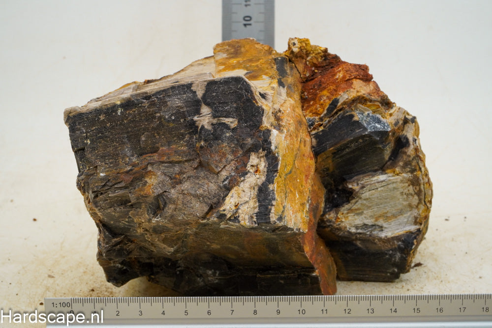 Petrified Wood XL56 - Hardscape.nl
