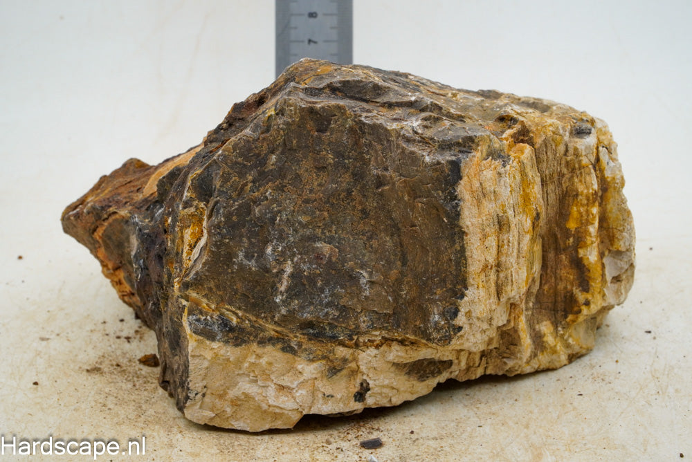 Petrified Wood XL57 - Hardscape.nl