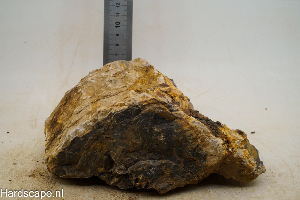 Petrified Wood XL58 - Hardscape.nl