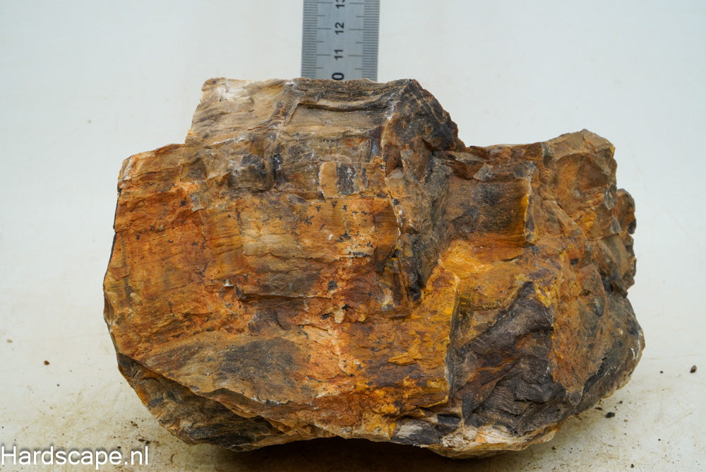 Petrified Wood XL61 - Hardscape.nl