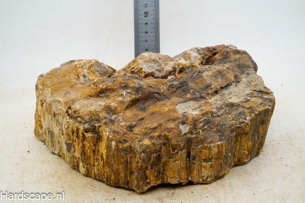 Petrified Wood XL62 - Hardscape.nl