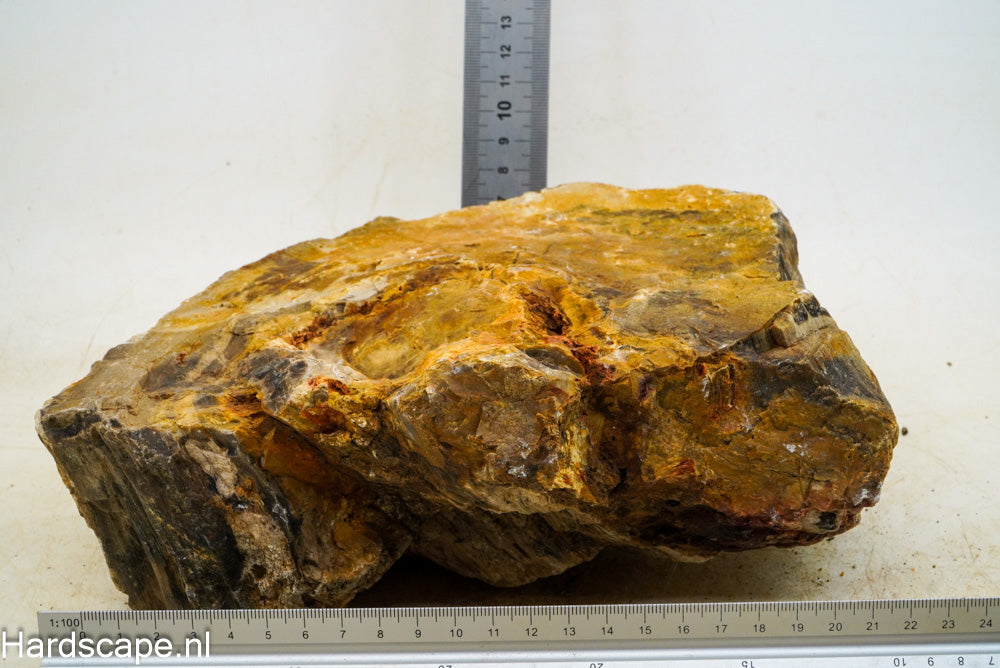 Petrified Wood XL62 - Hardscape.nl