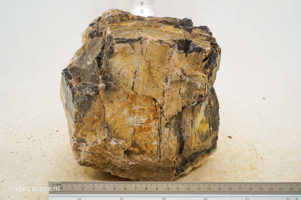 Petrified Wood XL63 - Hardscape.nl