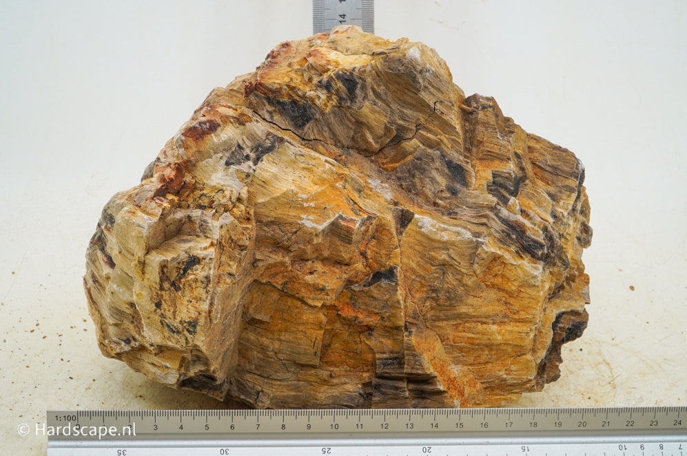 Petrified Wood XL66 - Hardscape.nl