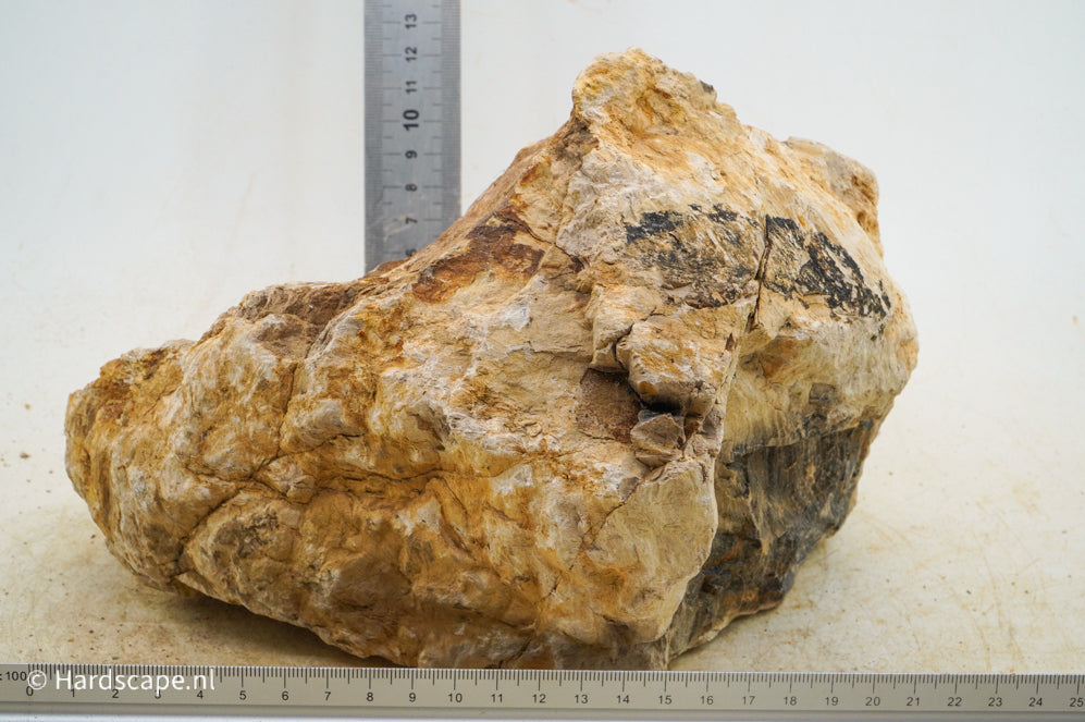 Petrified Wood XL69 - Hardscape.nl