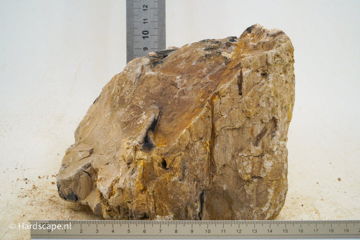 Petrified Wood XL72 - Hardscape.nl