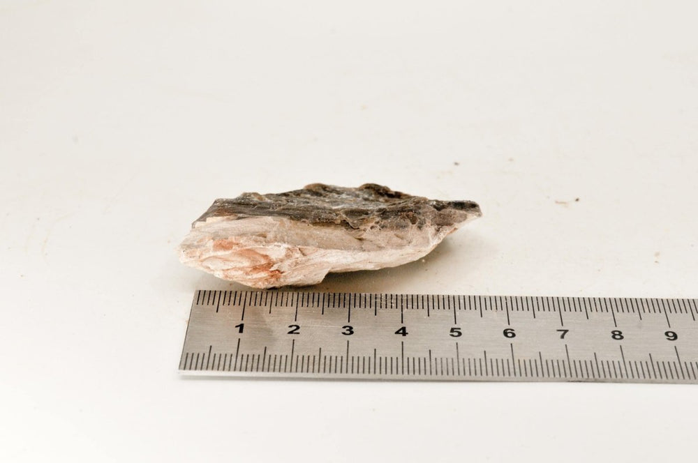 Petrified Wood XS26 - Hardscape.nl