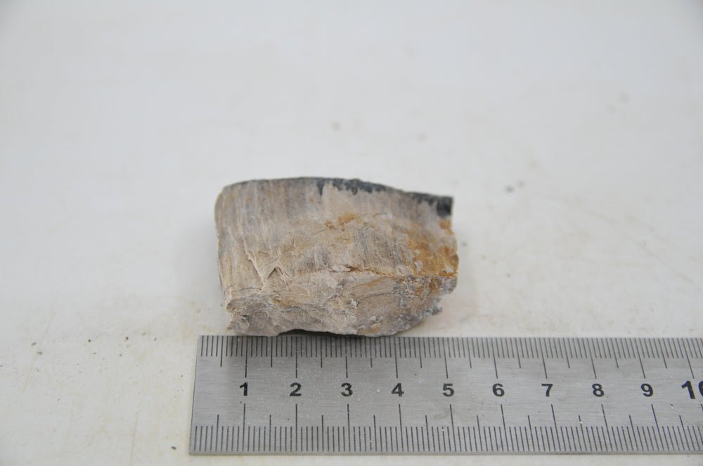 Petrified Wood XS59 - Hardscape.nl