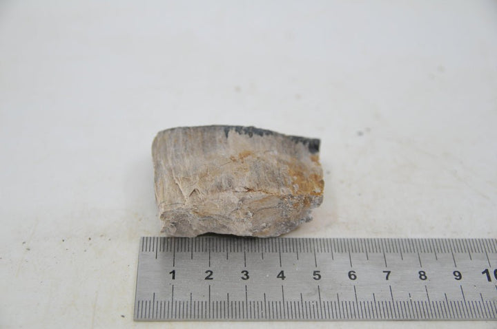 Petrified Wood XS59 - Hardscape.nl
