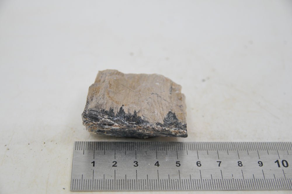 Petrified Wood XS59 - Hardscape.nl