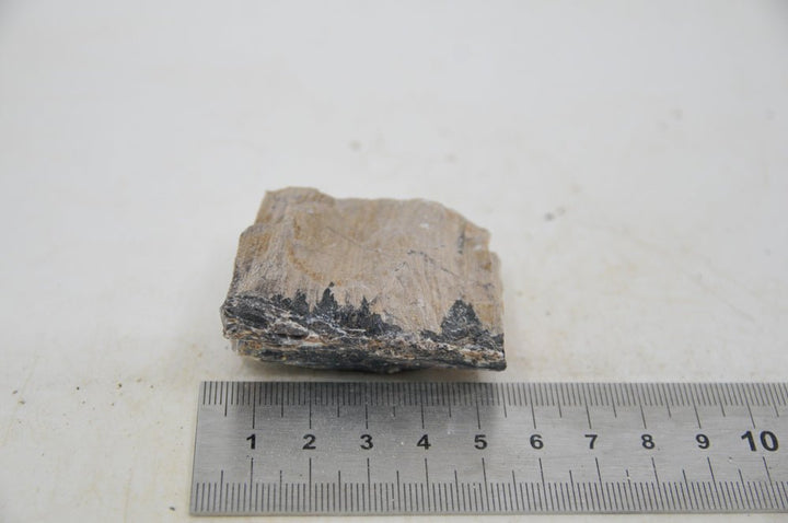 Petrified Wood XS59 - Hardscape.nl