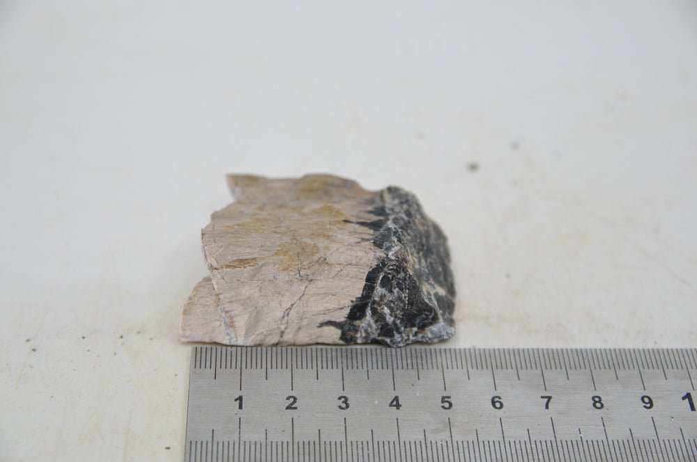 Petrified Wood XS68 - Hardscape.nl