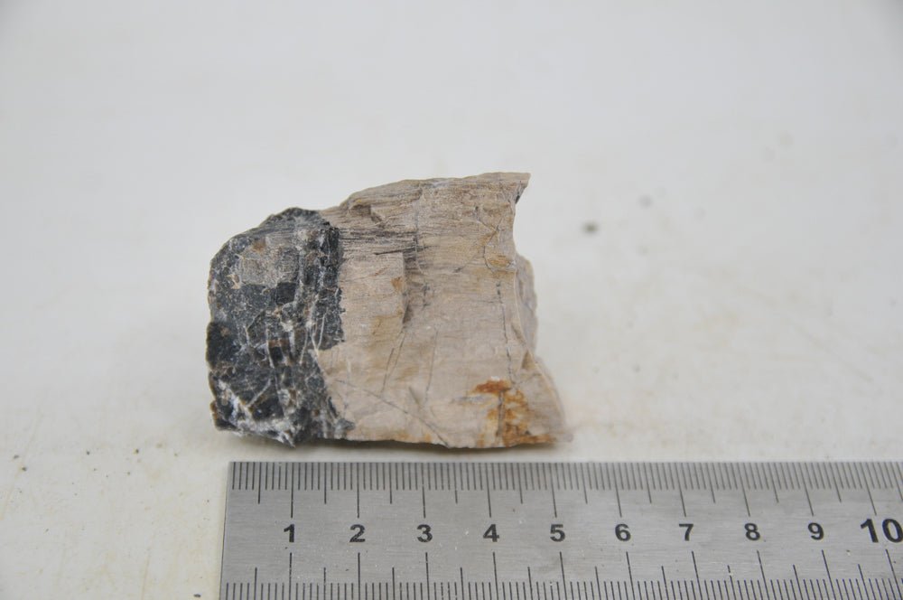 Petrified Wood XS68 - Hardscape.nl