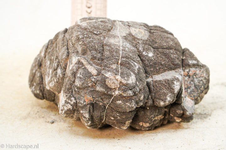 Elephant Skin Rock L43 - Hardscape.nl