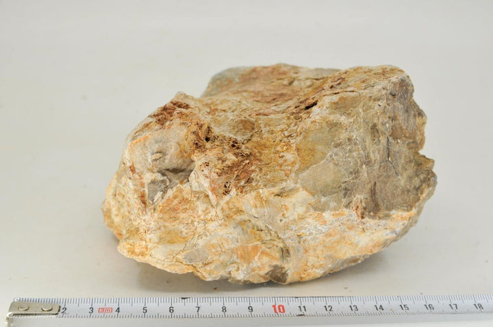 Petrified Wood L17 - Hardscape.nl