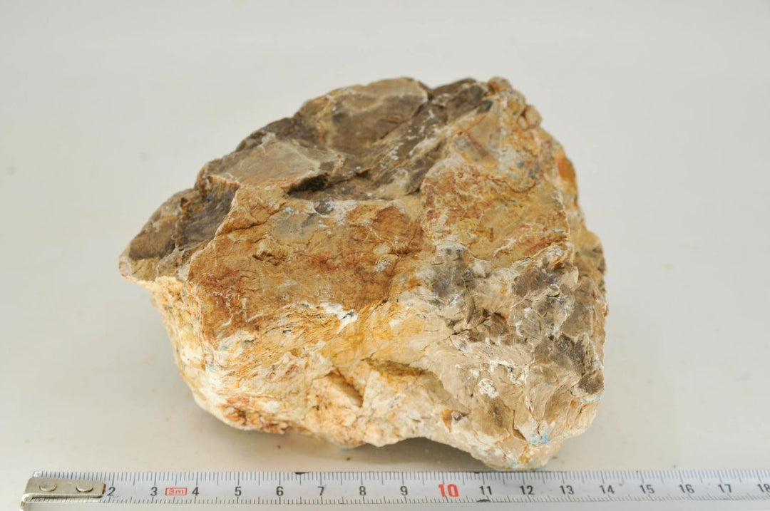 Petrified Wood L17 - Hardscape.nl