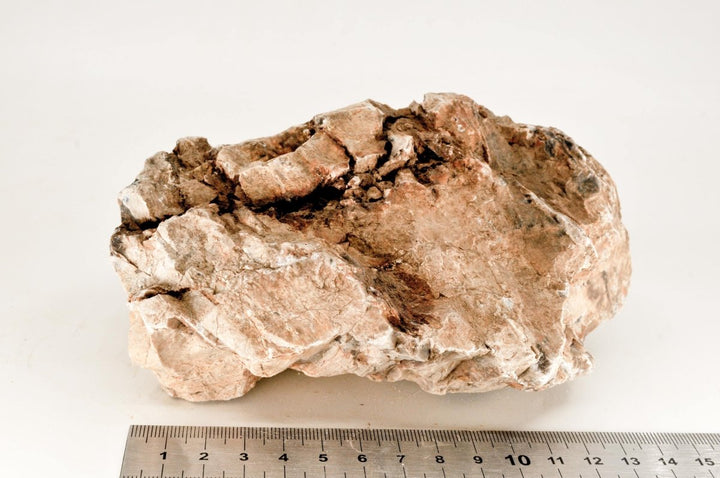 Petrified Wood L24 - Hardscape.nl