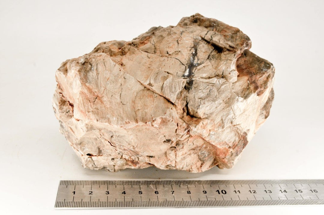 Petrified Wood L24 - Hardscape.nl