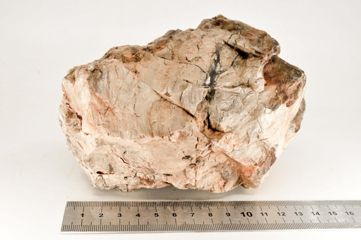 Petrified Wood L24 - Hardscape.nl
