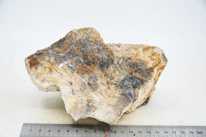 Petrified Wood L32 - Hardscape.nl