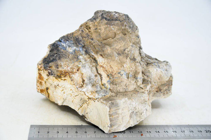Petrified Wood L32 - Hardscape.nl