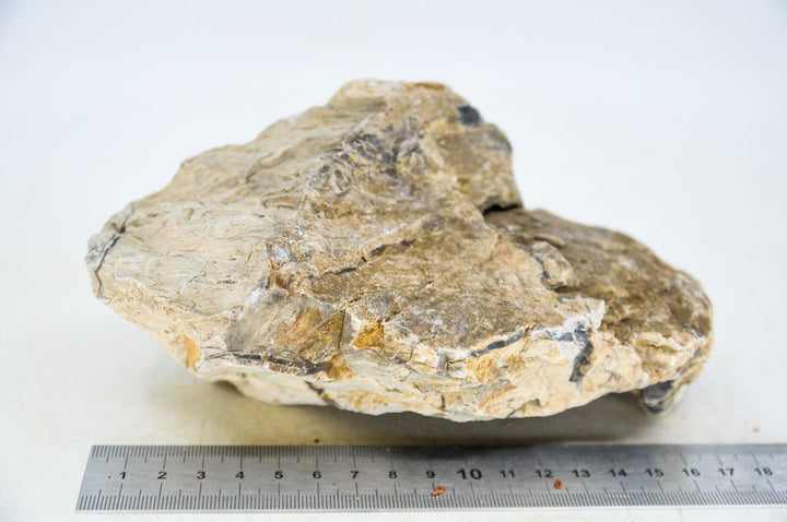 Petrified Wood L34 - Hardscape.nl