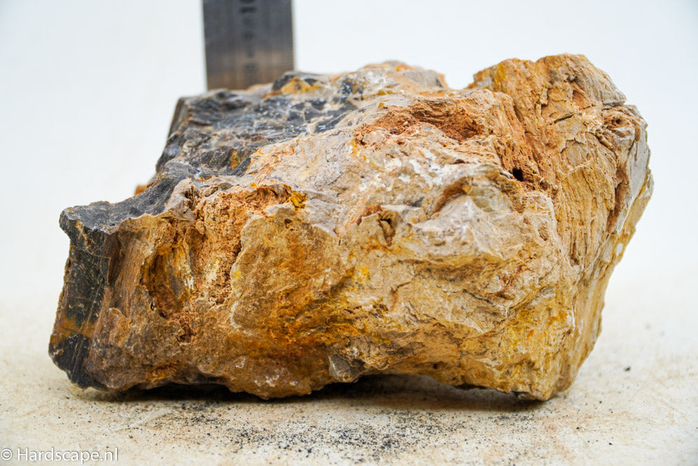 Petrified Wood L50 | Hardscape.nl