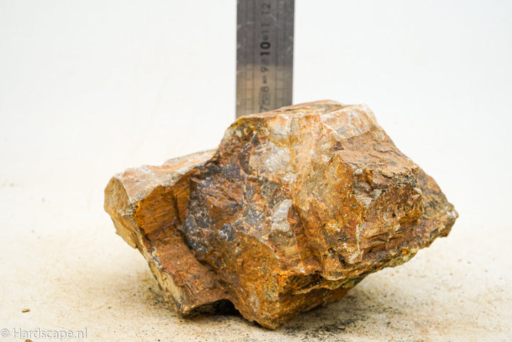 Petrified Wood L62 - Hardscape.nl