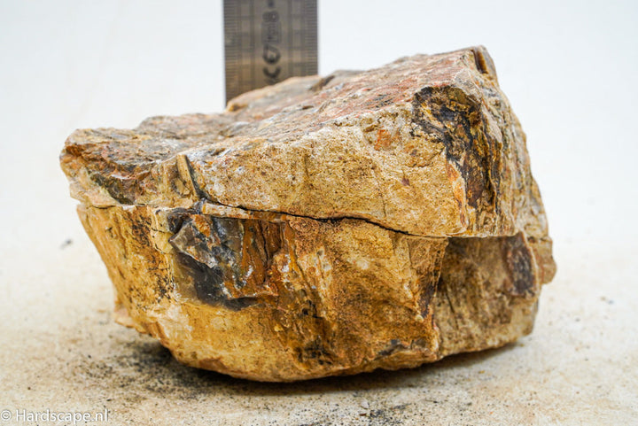 Petrified Wood L64 - Hardscape.nl