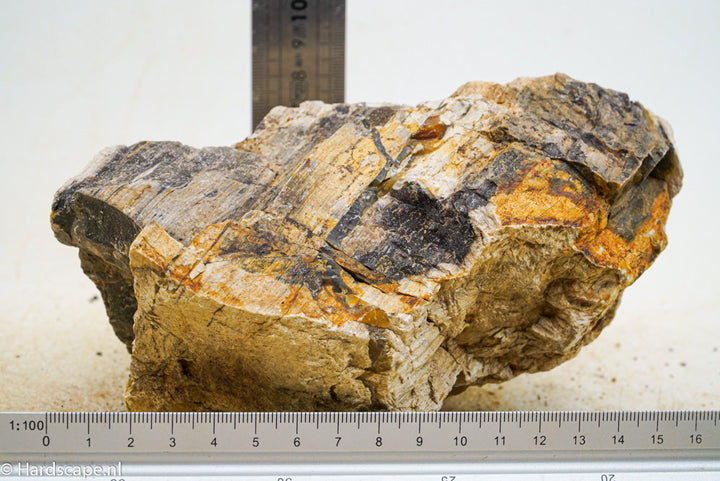 Petrified Wood L68 - Hardscape.nl