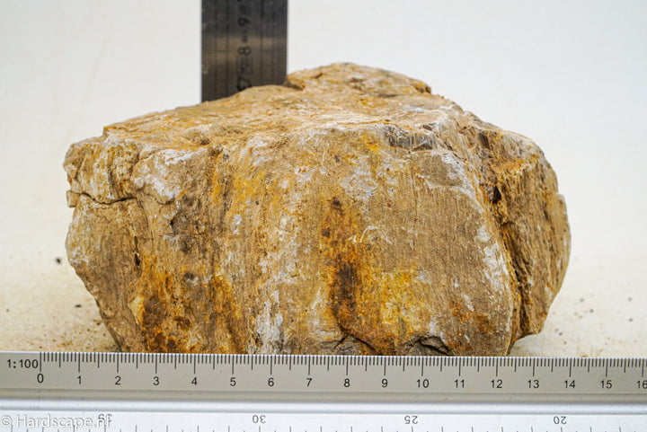 Petrified Wood L83 - Hardscape.nl