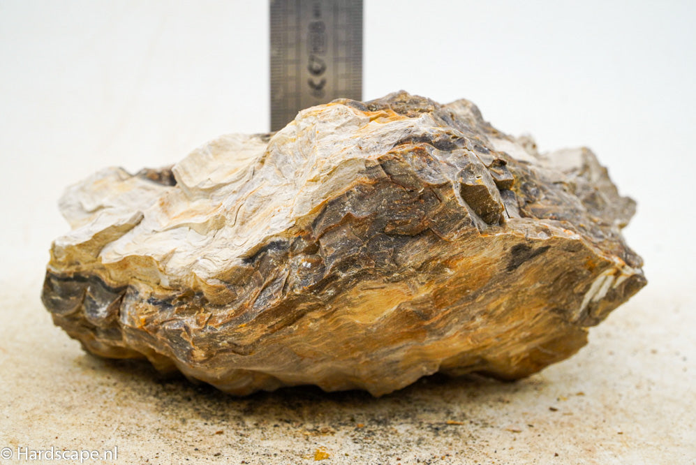 Petrified Wood L85 | Hardscape.nl