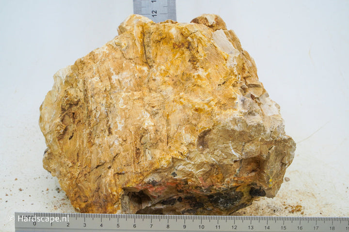 Petrified Wood L94 - Hardscape.nl