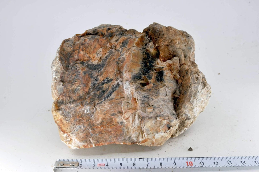 Petrified Wood M10 - Hardscape.nl