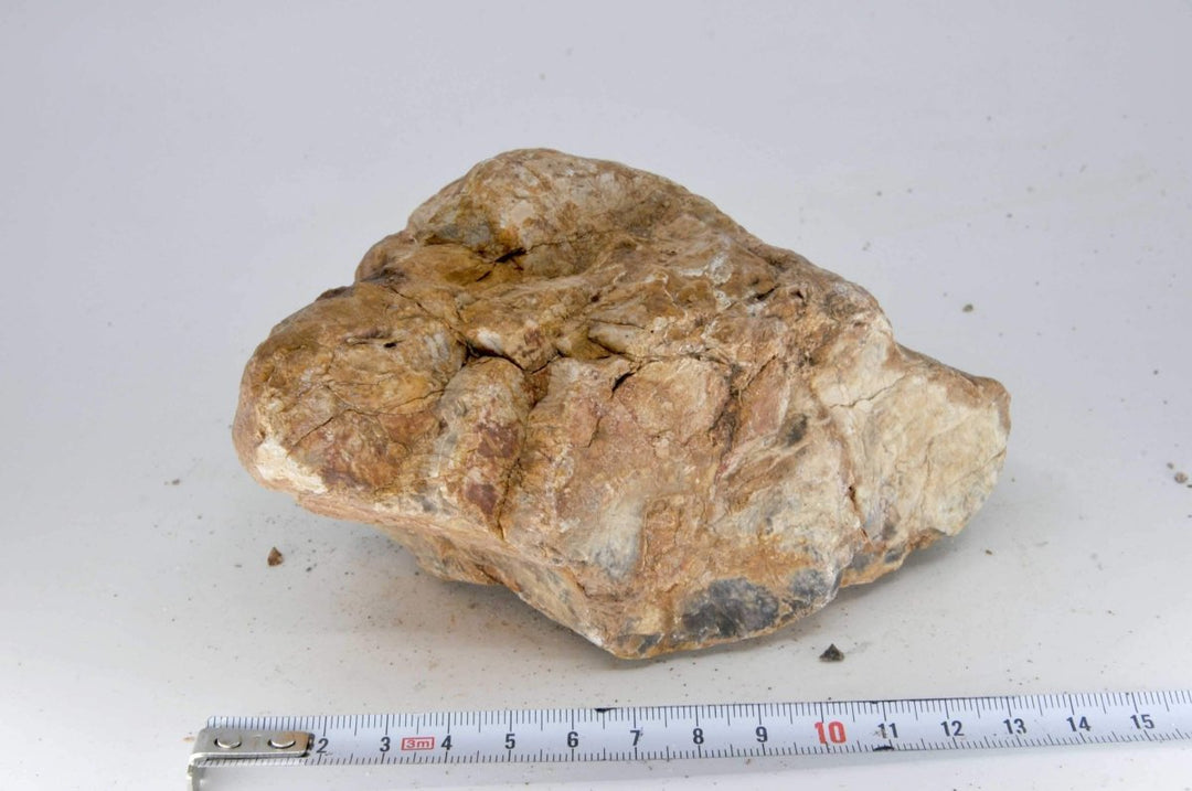 Petrified Wood M12 - Hardscape.nl