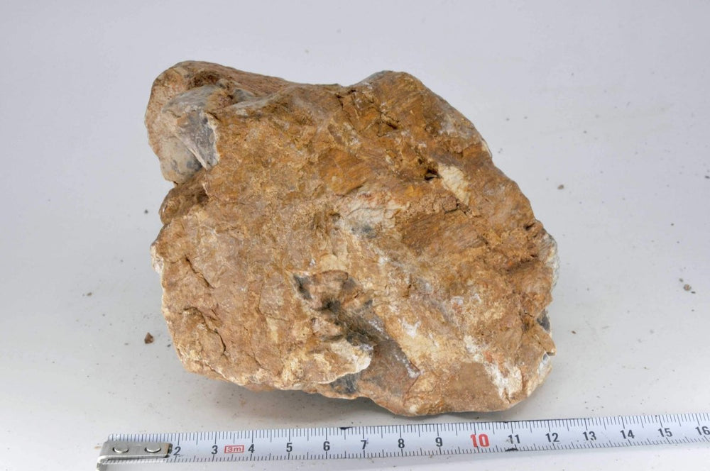 Petrified Wood M12 - Hardscape.nl