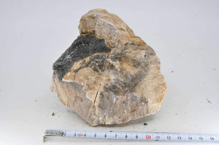 Petrified Wood M17 - Hardscape.nl