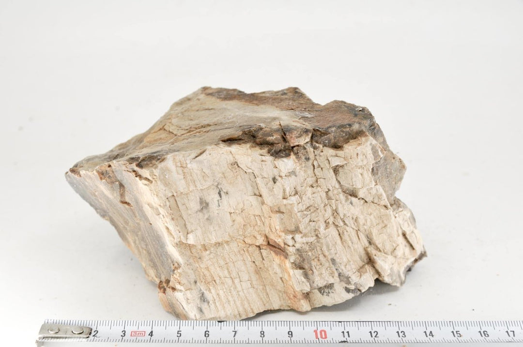 Petrified Wood M18 - Hardscape.nl