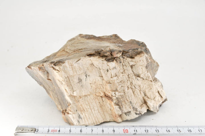 Petrified Wood M18 - Hardscape.nl
