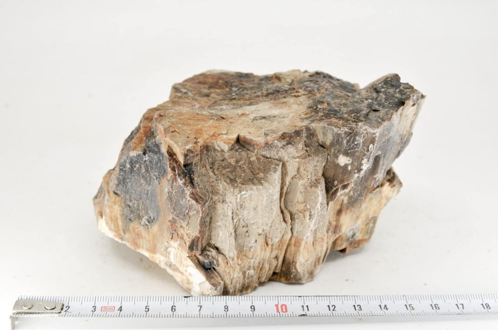 Petrified Wood M18 - Hardscape.nl