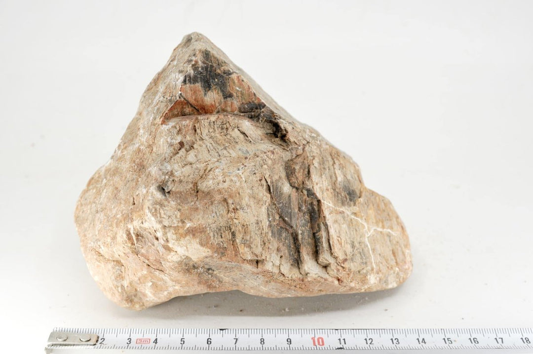 Petrified Wood M20 - Hardscape.nl