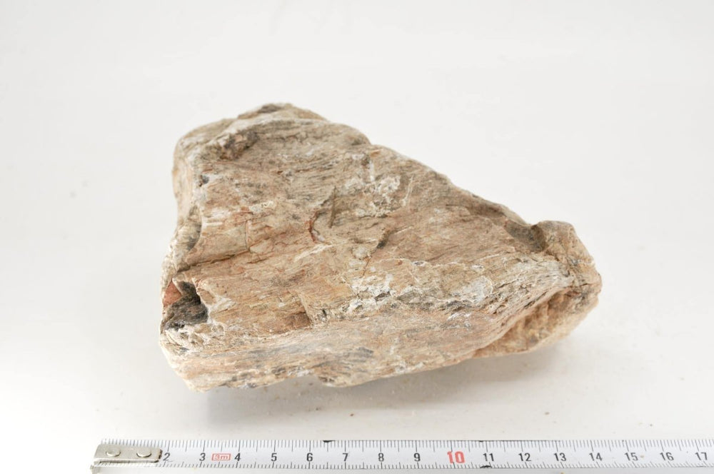 Petrified Wood M20 - Hardscape.nl