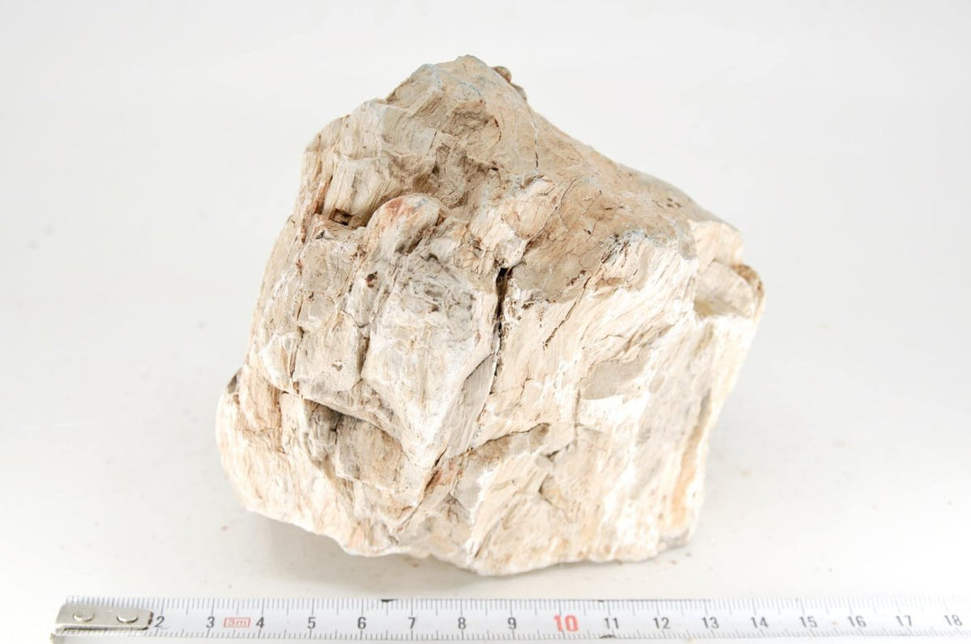 Petrified wood M26 - Hardscape.nl