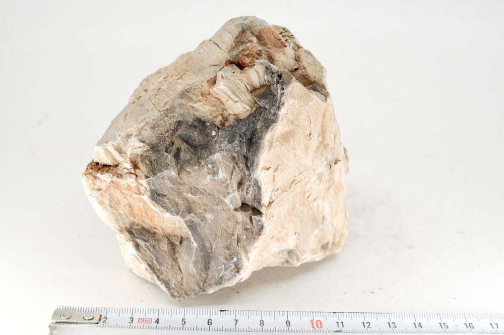 Petrified wood M26 - Hardscape.nl