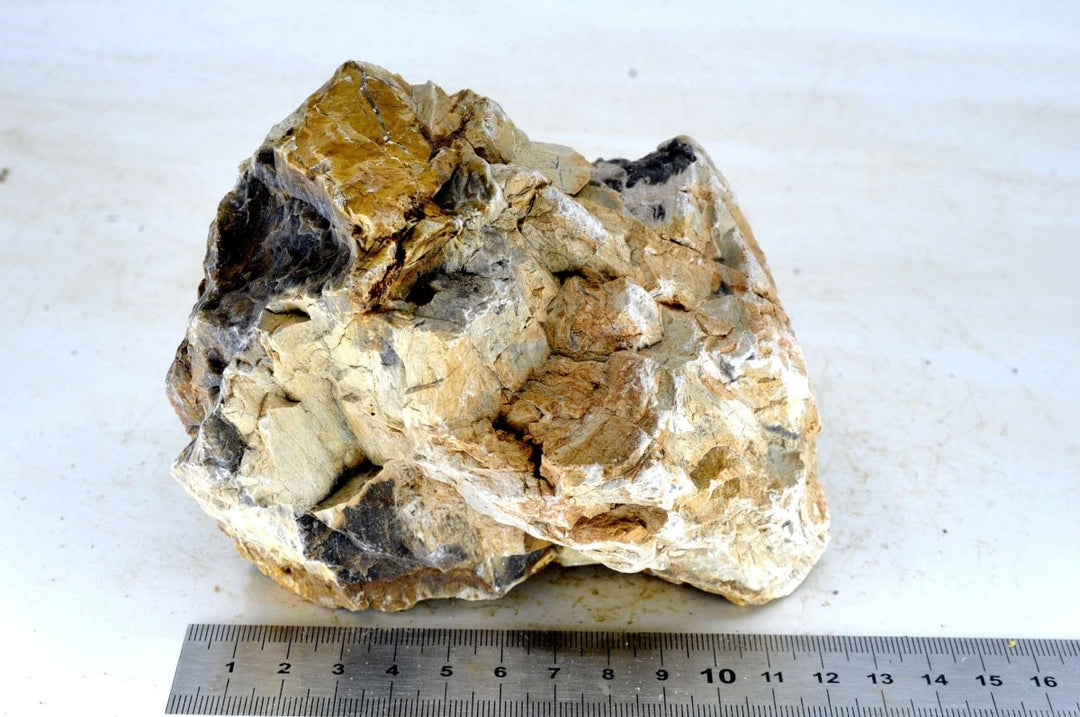Petrified Wood M35 - Hardscape.nl