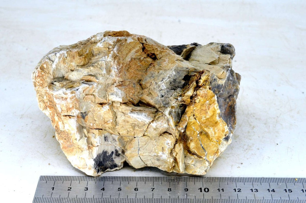 Petrified Wood M35 - Hardscape.nl