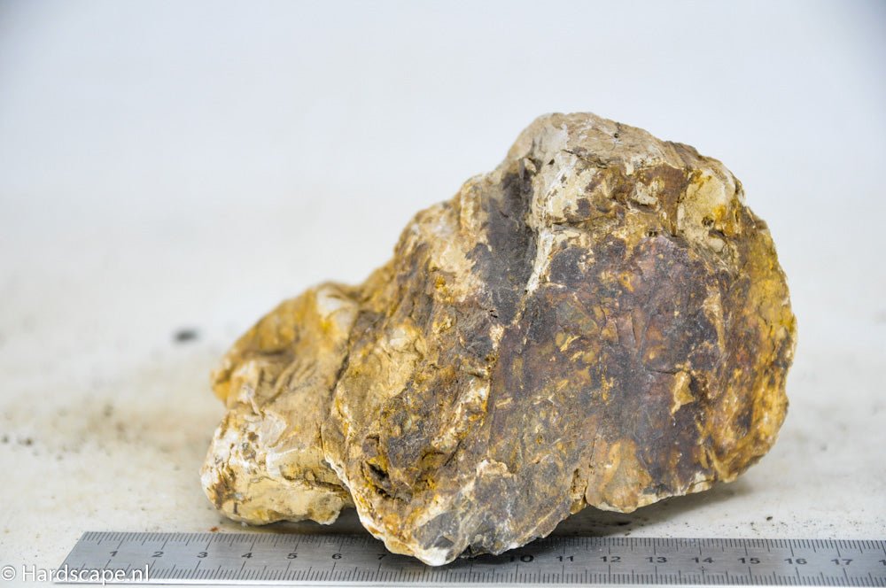 Petrified Wood M51 - Hardscape.nl