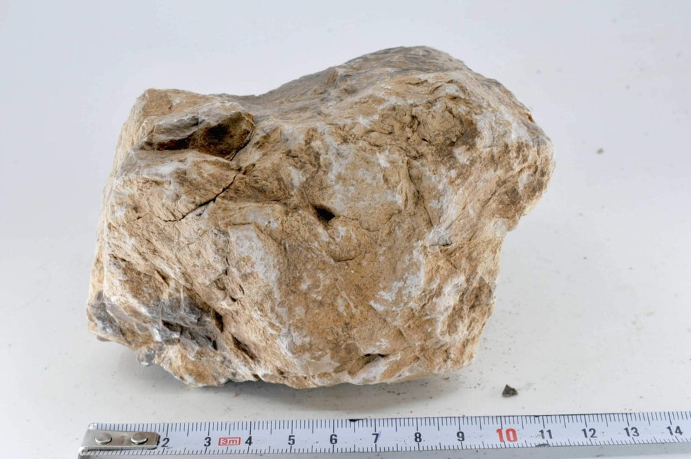 Petrified Wood M8 - Hardscape.nl
